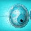 ​Жизнеспособен ли эмбрион? Узнайте через несколько часов после ЭКО