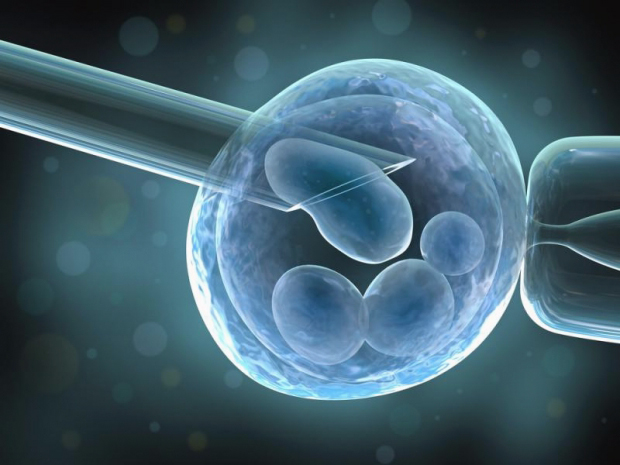 Ученым удалось создать искусственный эмбрион