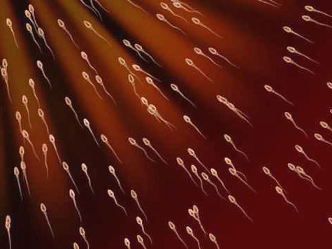 Полноценные сперматозоиды получены из зародышевых клеток