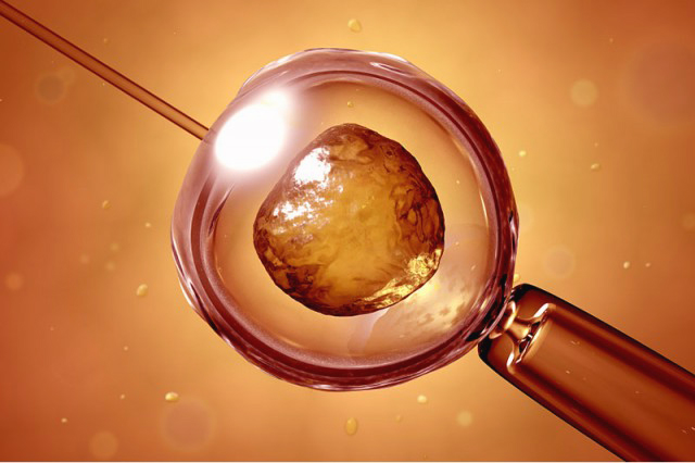Празднование всемирного дня эмбриолога: 25 июля