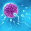 Разработан новый способ стимуляции сперматогенеза